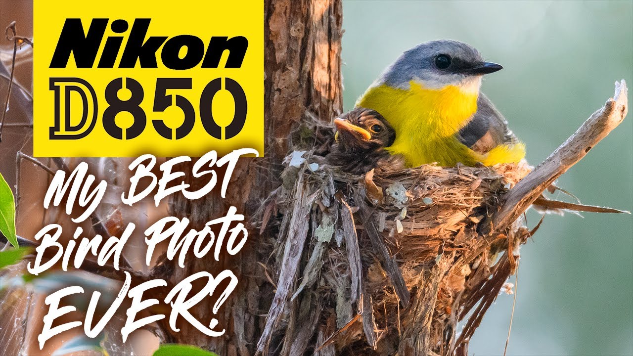 Nikon D850 | Bird Photography In Spring | Australia