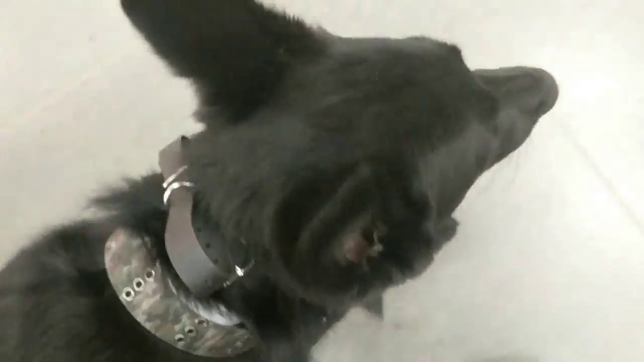 Vader, 7 Month Old German Shepherd, Separation Anxiety, Puppy Training