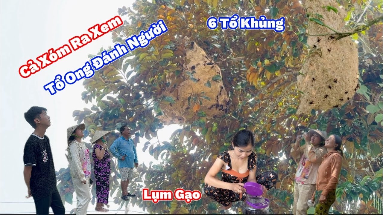 Ám Ảnh 4 Tổ Vò Vẽ KHỔNG LỒ Hung Dữ Đánh Người Dân. Catching 4 Ferocious Wasp Nests Beating People