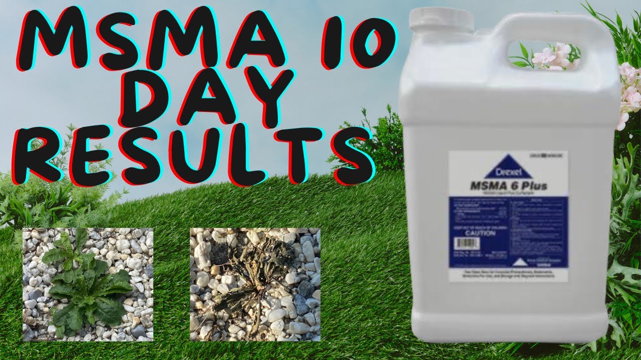 MSMA 24-48 Hour & 10 Day Real World Results