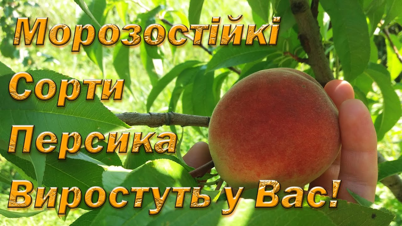 Морозостойкие сорта персика