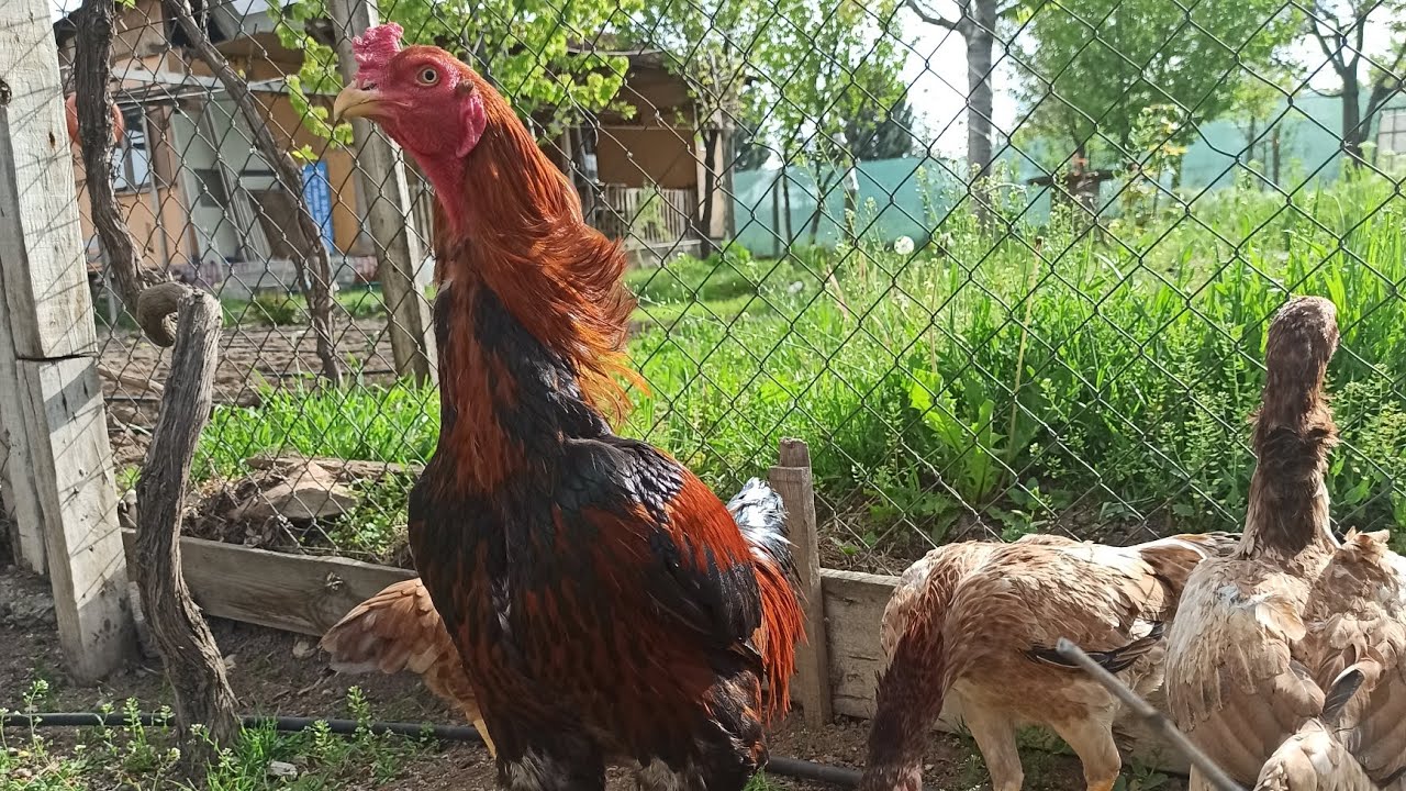 KÜMESİN SON DURUMU ( HİNT TAVUĞU GURK OLDU ) ( HİNT CİVCİVLERİ BÜYÜYOR )