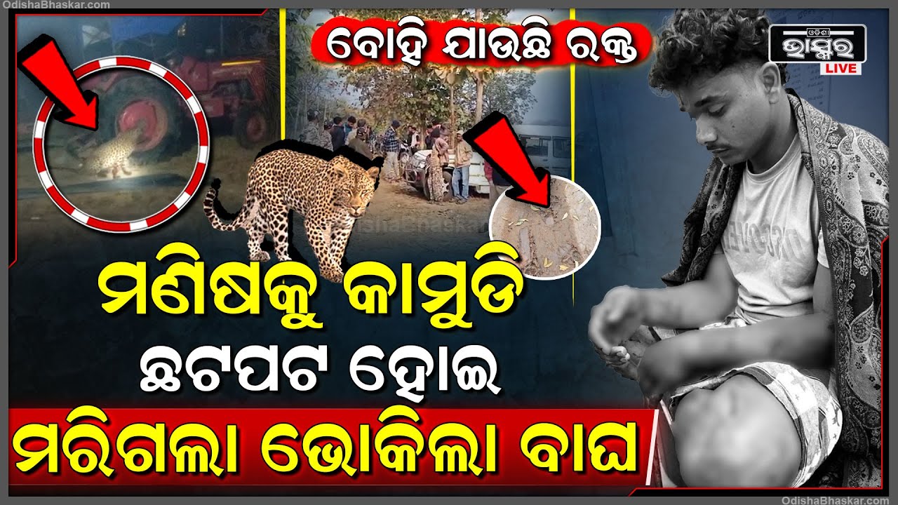 ବାଘ-ମଣିଷ ଲଢେଇ, ହାରିଲା ବାଘ ଜିତିଲା ମଣିଷ, ଘର ସାରା ଭାସୁଛି ବାଘର ତାଜା ତାଜା ର-କ୍ତ  I