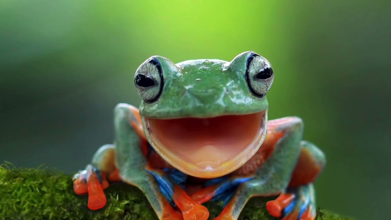LA RANA 🐸 REGGAETON/ RAP/ INSTRUMENTAL PROD. Jag #reaggeton #beats #dancemusic