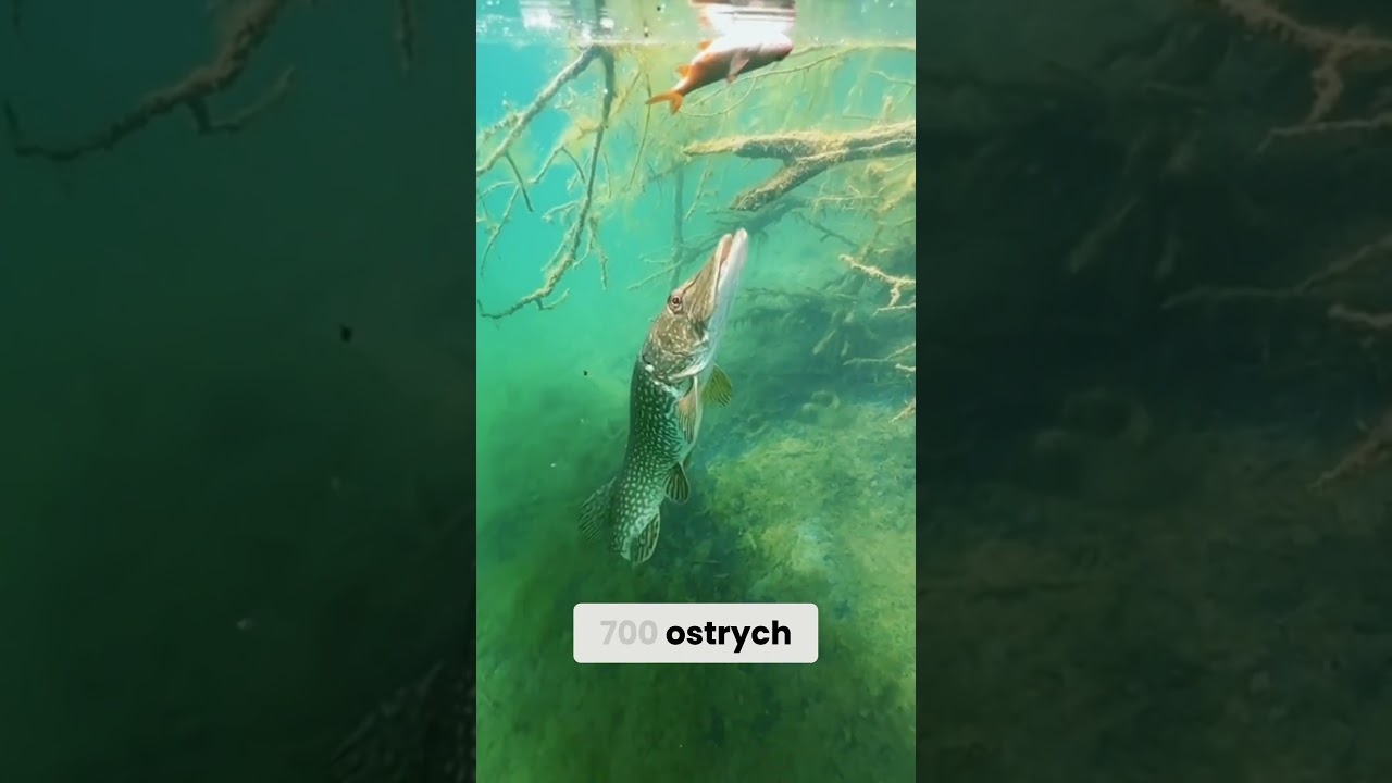 SZCZUPAK KR&Oacute;L POLSKICH W&Oacute;D!  #akwarystyka #carpfishing #planetaquarium #fish