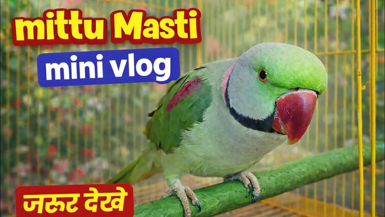 Mittu Masti Mini Vlog | Cute Parrot Daily Fun 🦜#parrot #birds #viral 