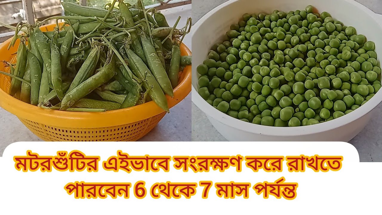 শীতের শেষে সস্তায় মটরশুটি কিনে সংরক্ষণ করে রেখে দিতে পারেন।How to Store green peas