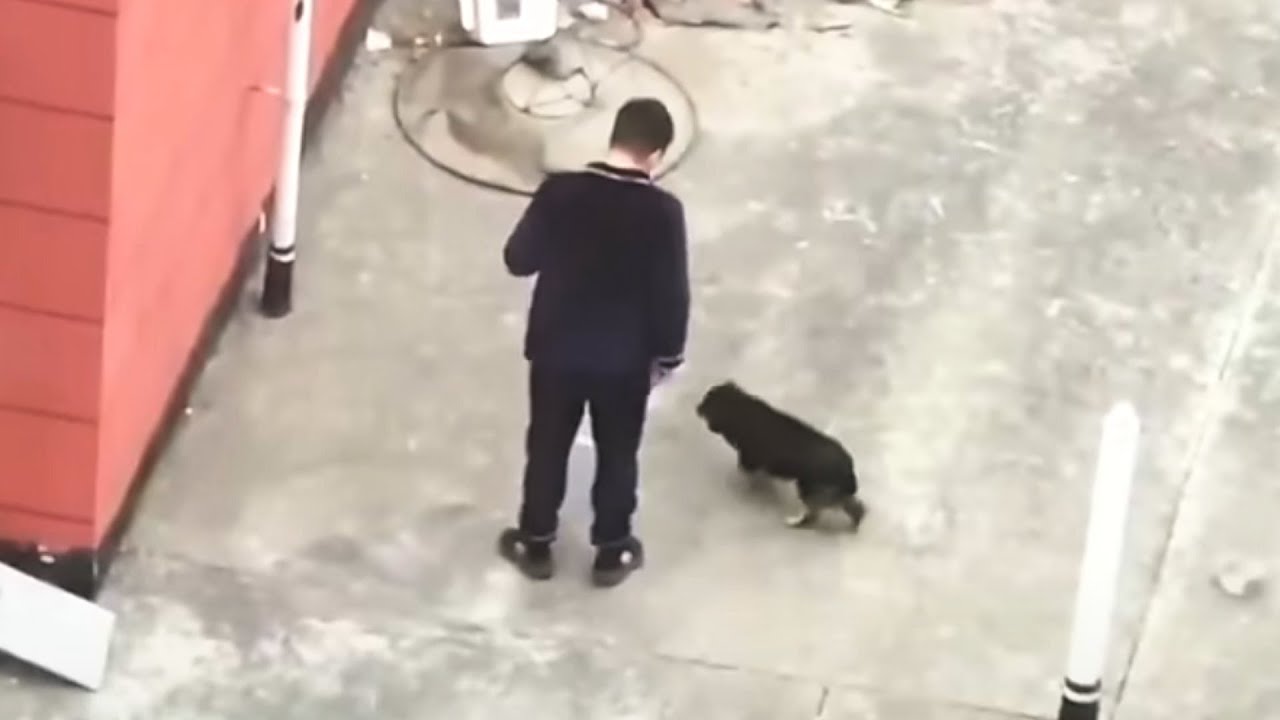 Seeing the poor mother dog and puppies abandoned, hungry, and thirsty, a kind couple helped them.