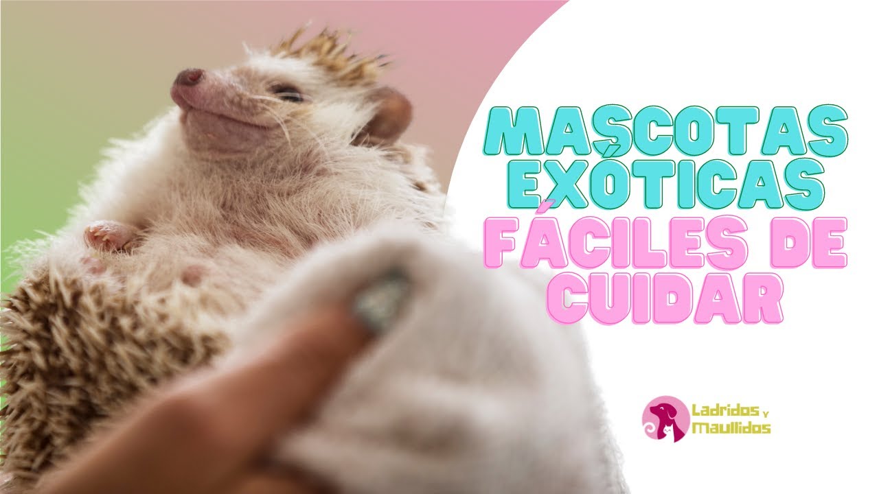 Mejores ANIMALES EXÓTICOS que puedes tener como MASCOTA