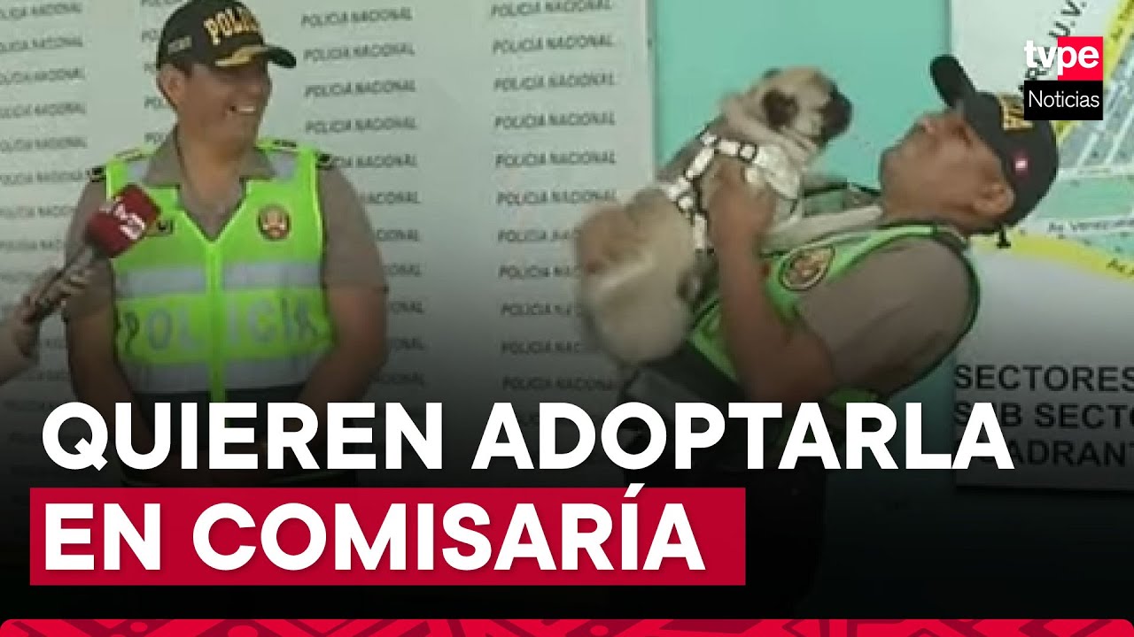 Breña: sujeto que agredió a perrita continúa detenido