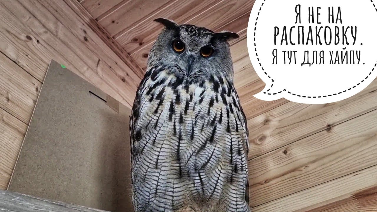 Маленькая распаковка с кошкой под взором совы. Показываю, как там дела у гортензий и голубики