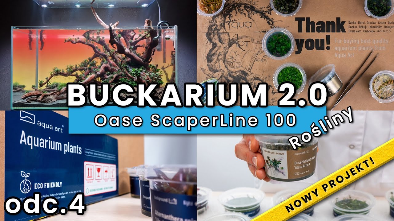 Buckarium 2.0 odc. 4 Rośliny i zalewanie