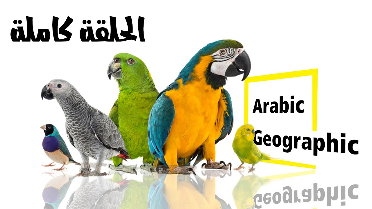 الببغاء المتكلم  _ الحلقة كاملة | الحيوانات والحياة البرية