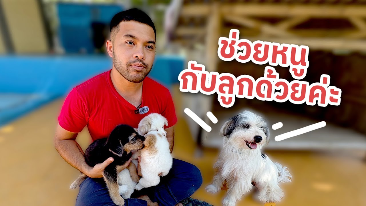 ช่วยหาบ้านให้แม่หมาที่น่ารักที่สุดในโลกกับลูกๆอีก3ตัว