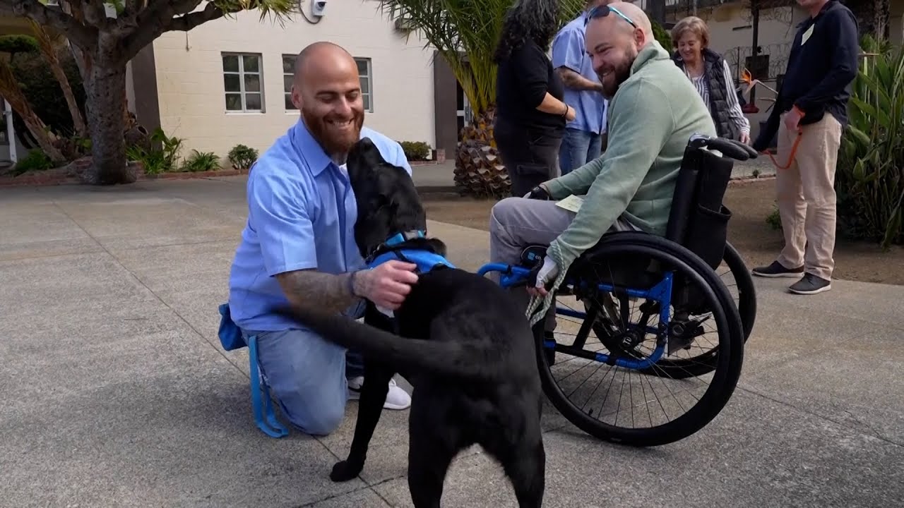 San Quentin inmates reunite with puppies they raised for service dogs