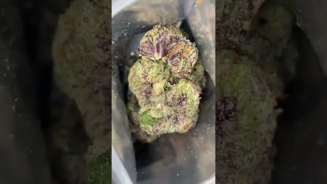 Cannatique &bull; Popping Candy Cotton Candy 🍭🍬 &bull; Strain Review @510es 😈 @CannatiqueWorldWide 😈