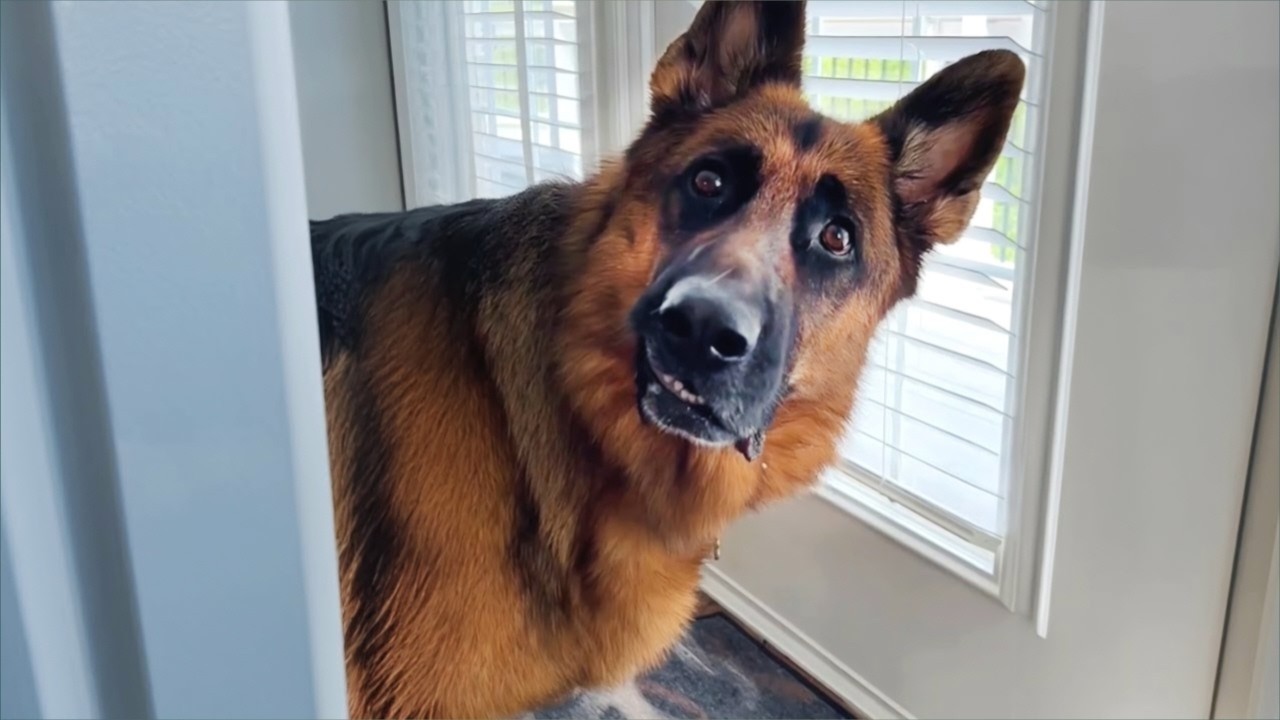 Adorable Pet Reactions That Will Crack You Up &ndash; Cats, Dogs & More!