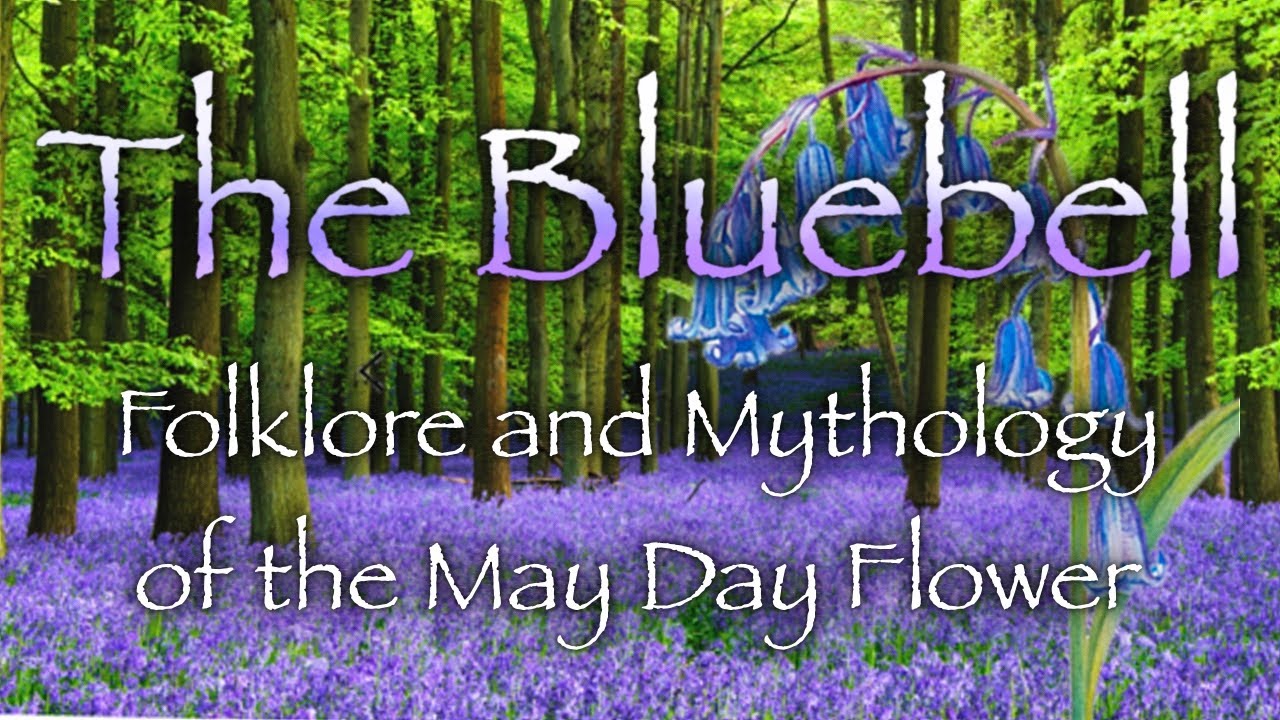 Bluebell. The May Day flower: Folklore, Symbolism and Mythology of the Fairy Bell (Happy Beltaine)