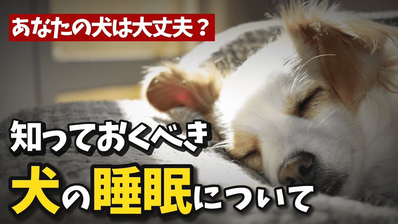 知っておくべき犬の睡眠について