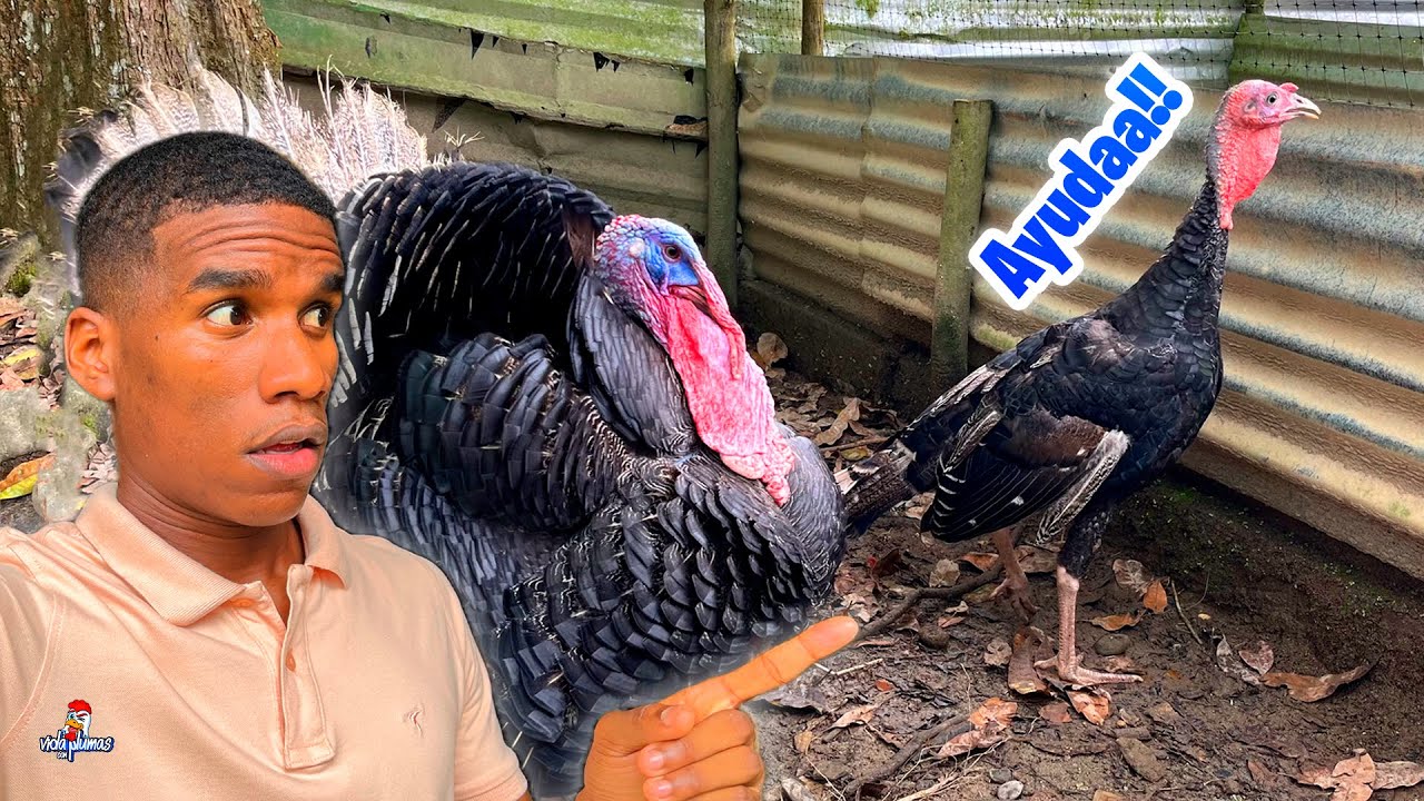 Unimos a los Pavitos de 4 Meses con los Pavos Grandes 🦃 ¡YA SOMOS 180K! 🎉