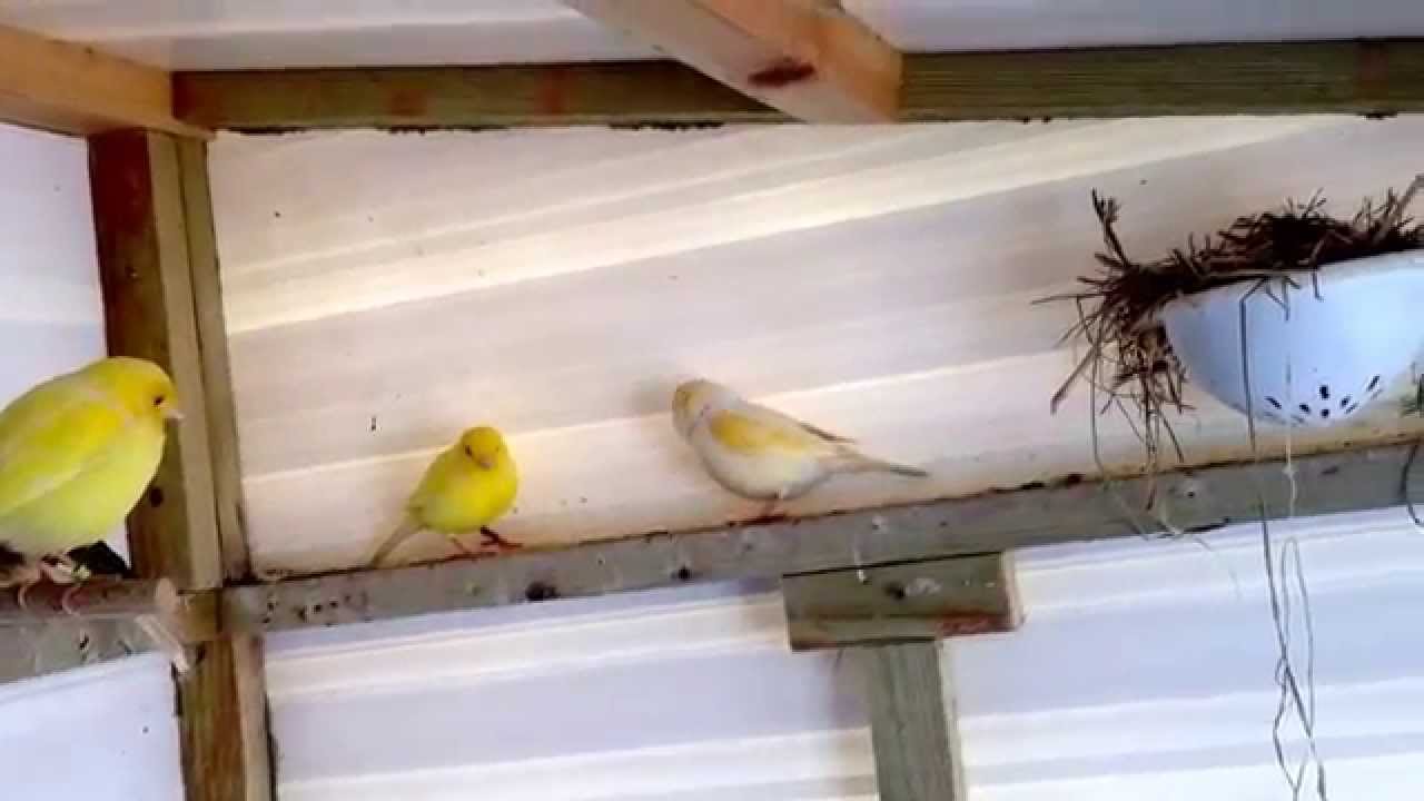 My canary aviary (breeding) eggs are here