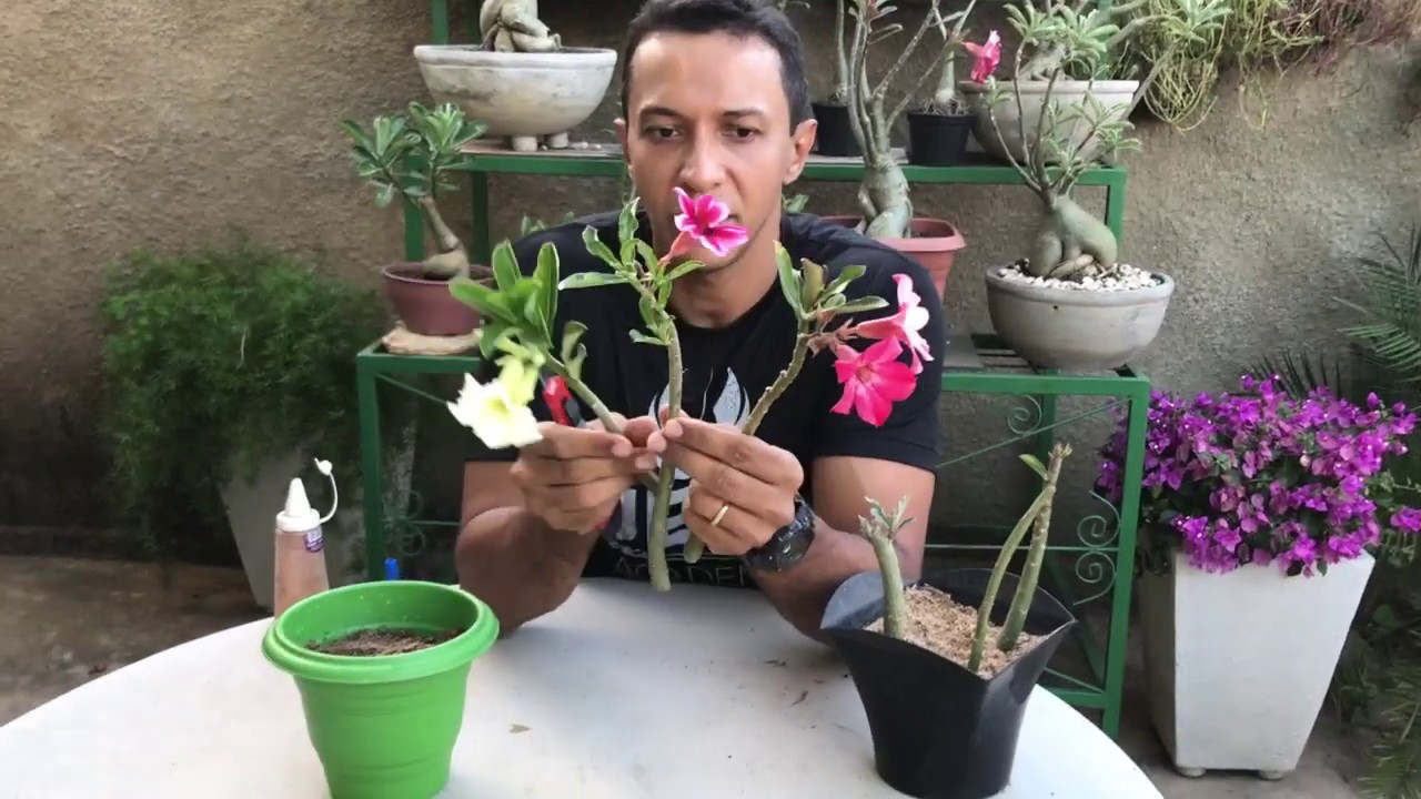 Aprenda a enraizar galhos de Rosas do Deserto