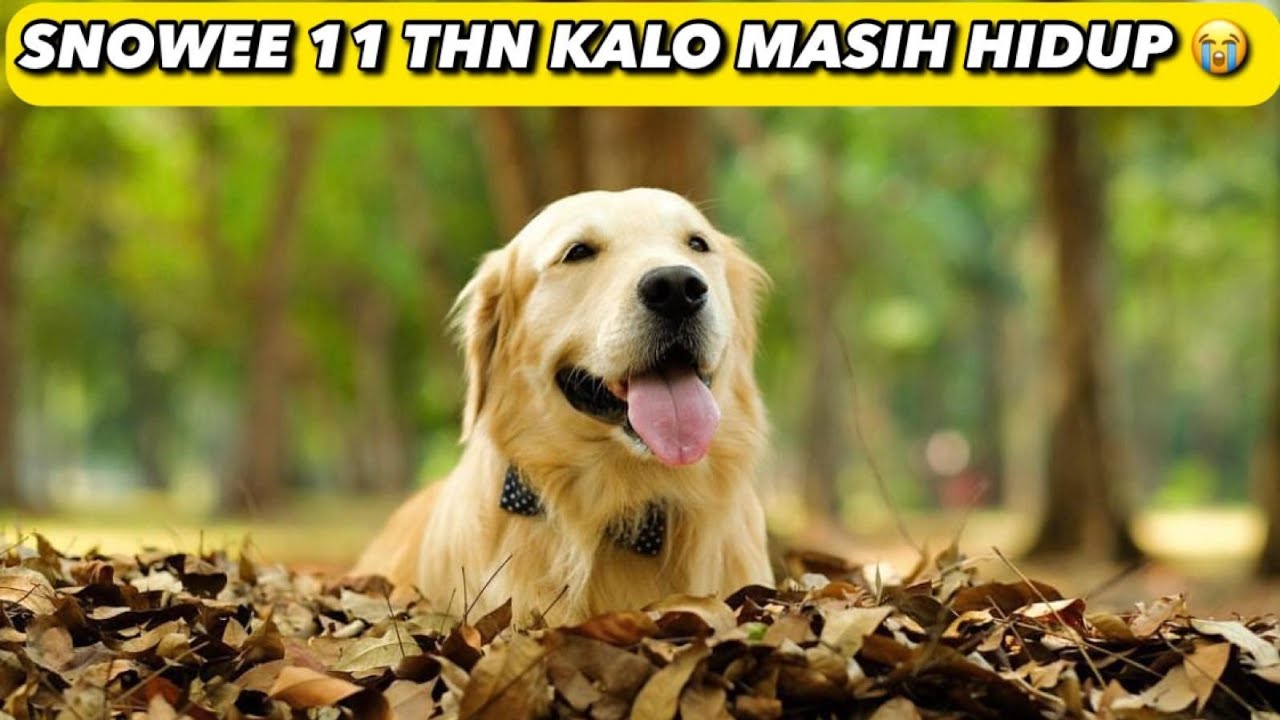 ULTAH SNOWEE KE 11 😥