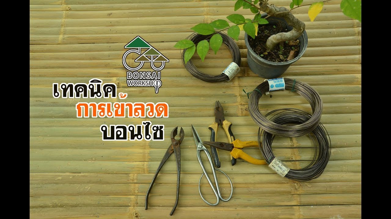 Gu Bonsai Workshop :วิธีการเข้าลวดบอนไซสำหรับมือใหม่