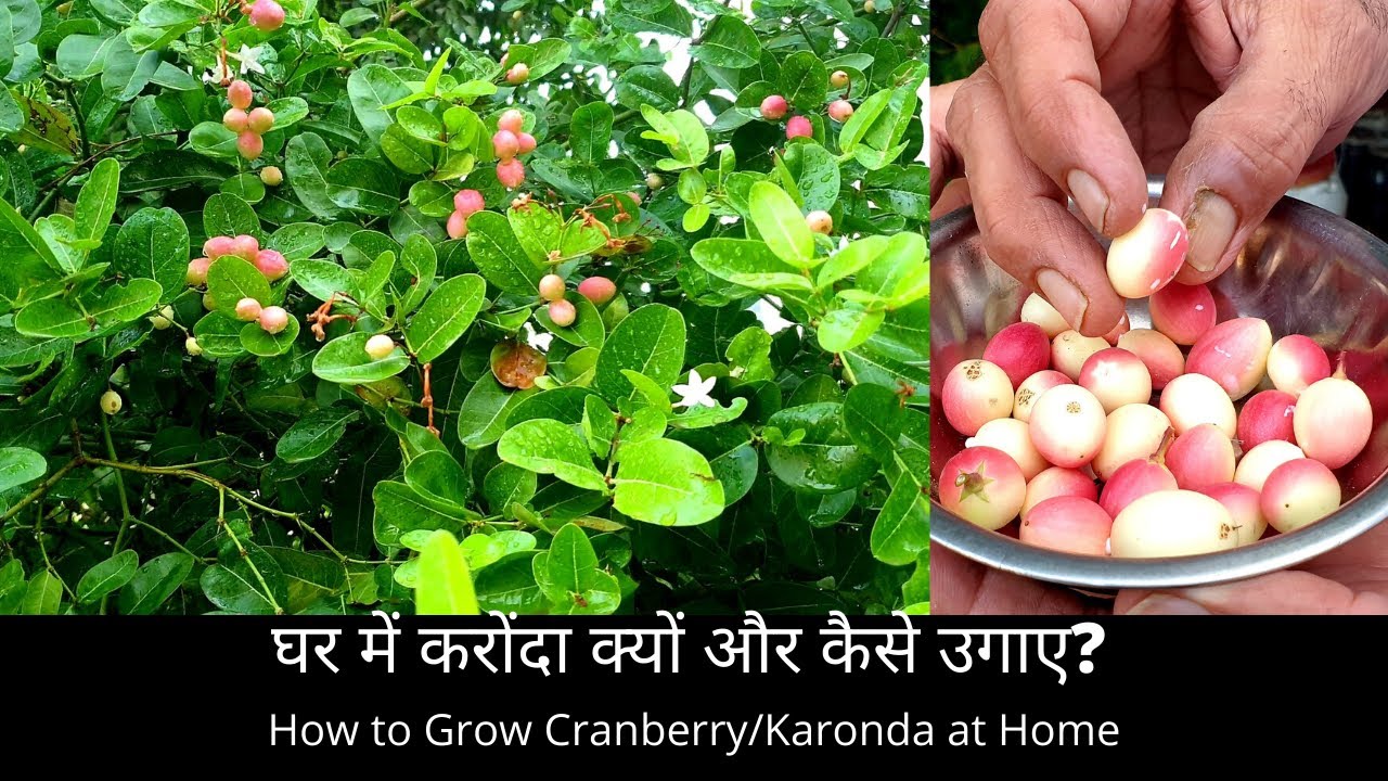 घर में करोंदा क्यों और कैसे उगाए? | How to Grow Cranberry/Karonda at Home | Carissa Carandas !!