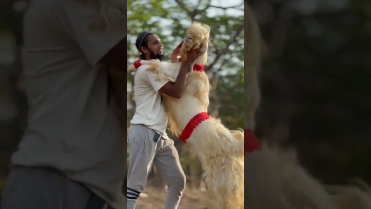 Bakre Or insaan ki Dosti-Badi pyaari -#Bakra #viral #share #goat #Bakraeidspecial #biggoats #reel