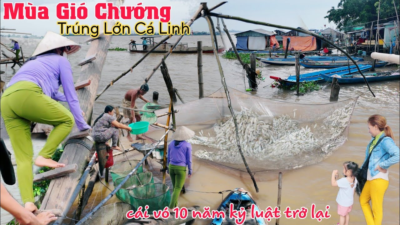 An Giang mùa gió chướng kéo vó trúng bầy cá linh khủng 10 năm mới gặp lại