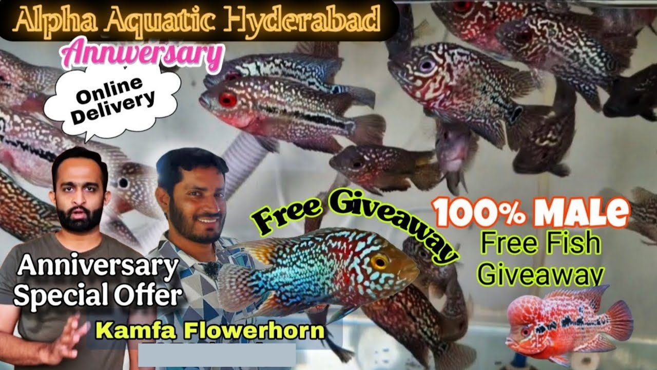 Kamfa Flowerhorn 450 Only, SRd Flowerhorn 100 onl , FREE FISH GIVEAWAY | Alpha Aquatic Hyderabad