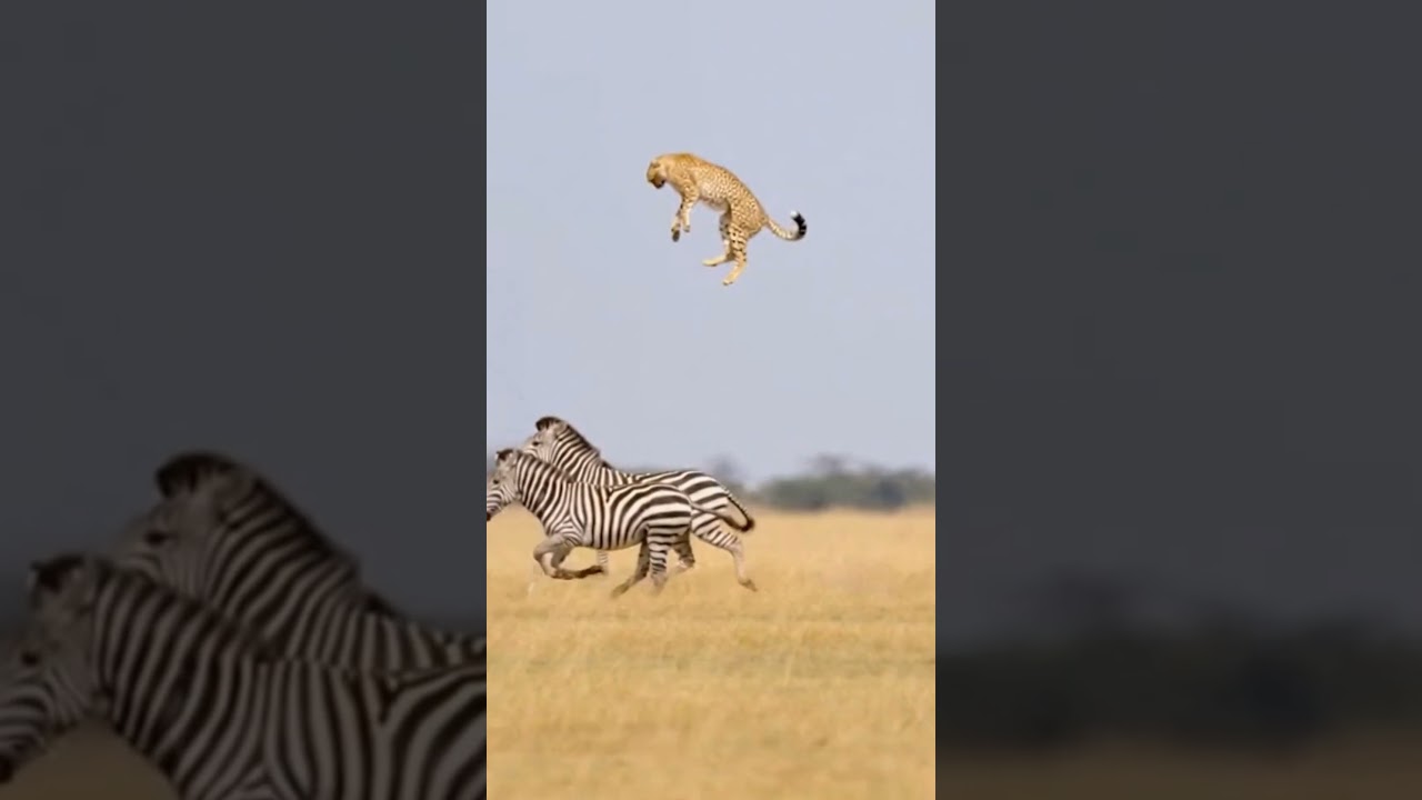 Flying Cheetah Shock! Zebra Sprints as Predator Launches Into the Air 🐆🦓✈️ #FlyingCheetah