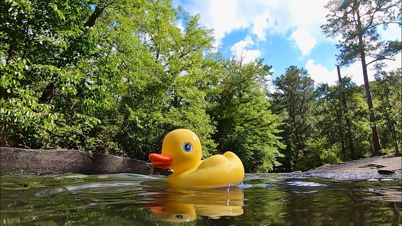 Duck Race 2020