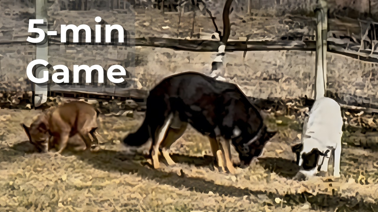 enrichment game to keep your doggo busy for a few minutes