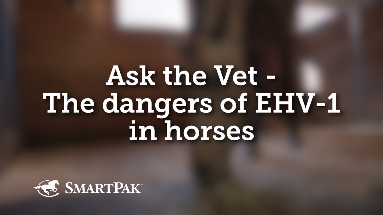 Ask the Vet - The dangers of EHV-1 in horses