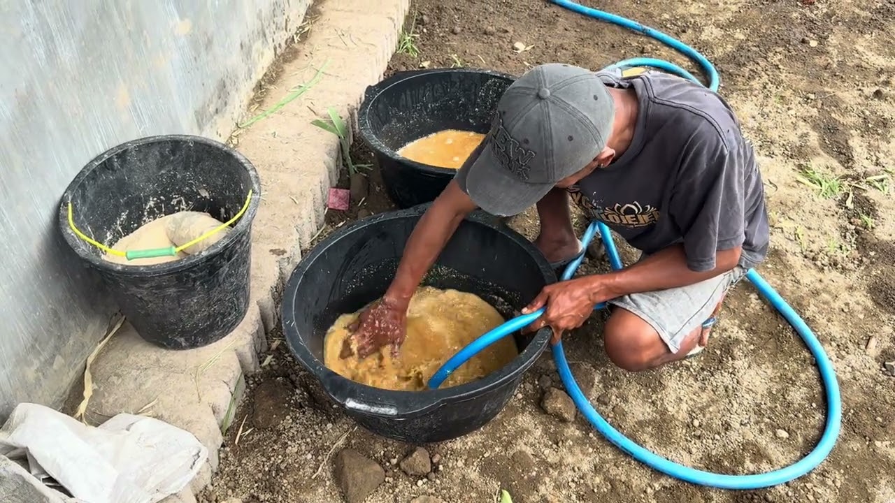 PEMBERIAN PAKAN DAN COMBORAN DI KANDANG EZRA FARM
