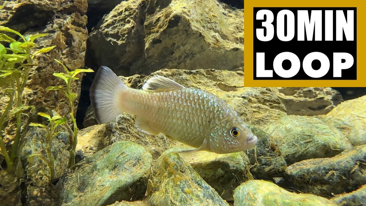 Relaxing Fish Mood | 30 Min | 4K