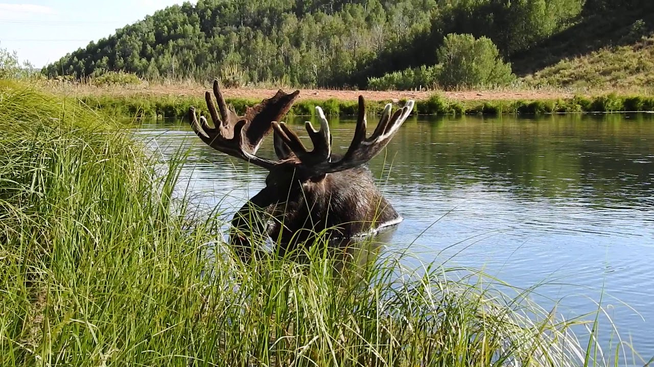 Moose Poop 2019