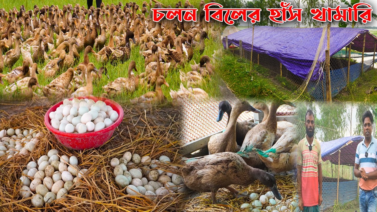 কেমন আছেন চলন বিলের হাঁস খামারী | বিলে হাঁস পালন কেমন লাভ  | Duck farming | Khamar Bangla 24.
