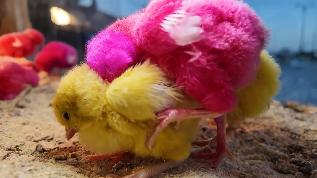 Amazing World of Funny Chicks