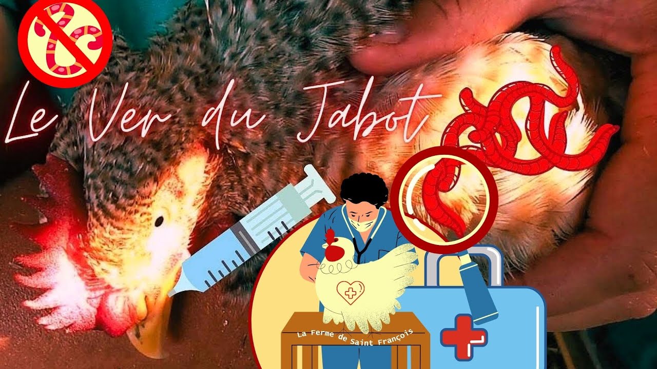 Poules Bielefelder Infestées par le Ver du Jabot, Observation des Symptômes, Attitude de l'Araucana