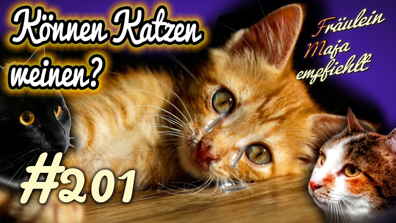 KÖNNEN KATZEN WEINEN | Fräulein Maja empfiehlt Teil 201