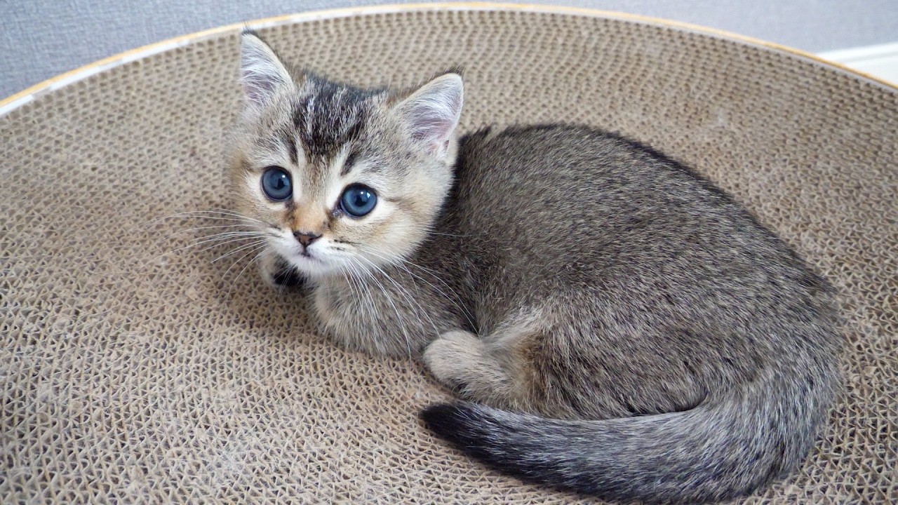 Cute kitten trying to get a cat that's about to go to sleep to play with it&hellip;