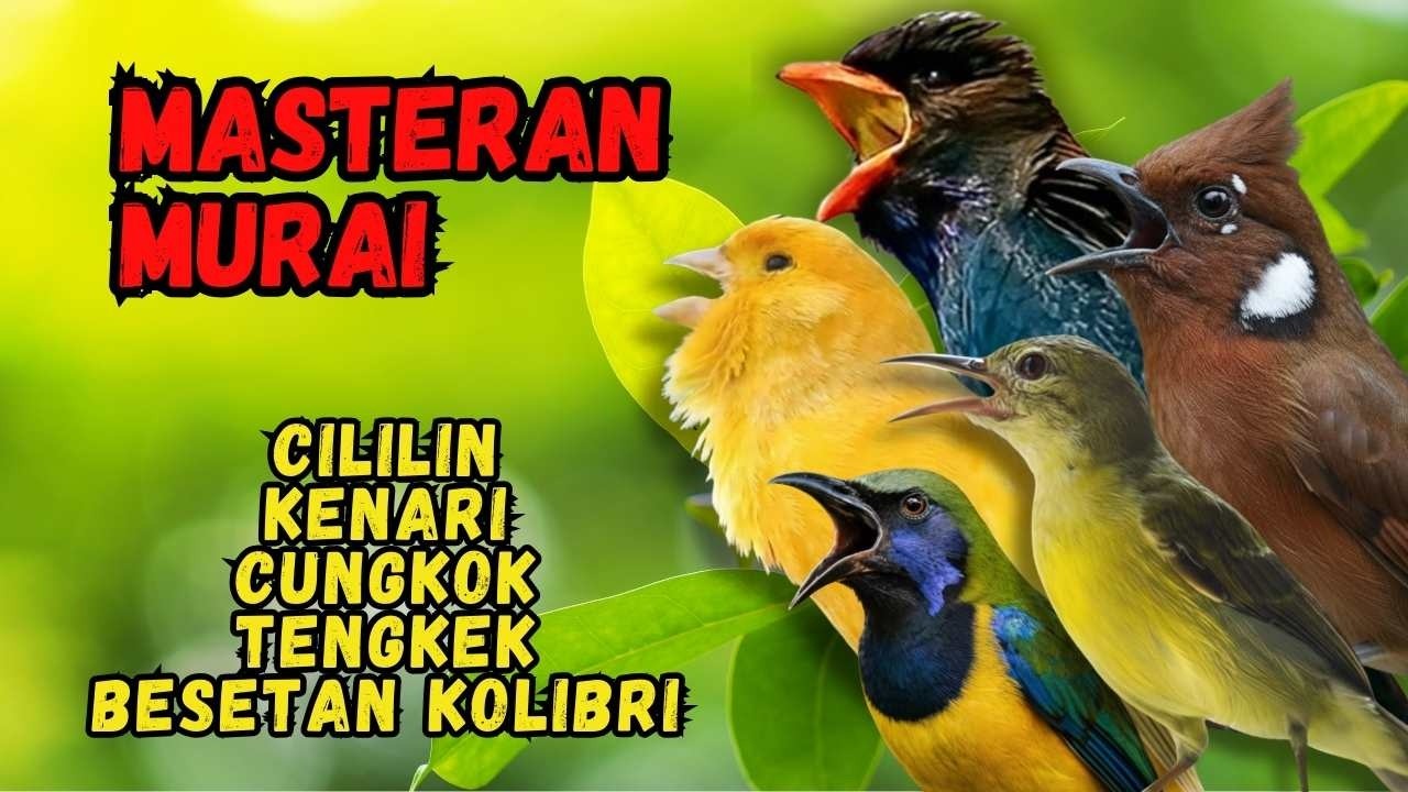 Masteran Murai Isian Cililin, Kenari, Cungkok, Tengkek, Besetan Kolibri