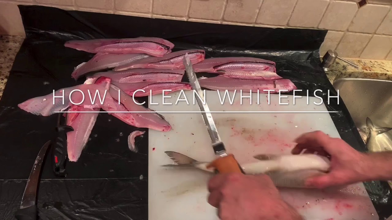 How to clean whitefish fast.