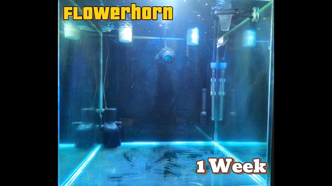Raising Flowerhorn 1-Week