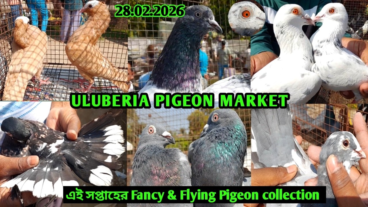 Recent Pigeon price update at Uluberia pigeon market on 28.02.26 | Fancy Pigeon & skycutter pigeon 