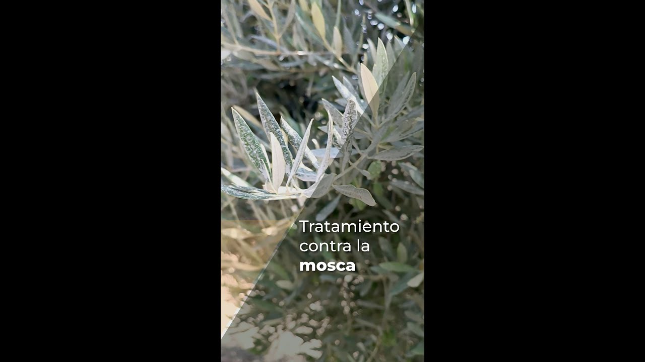 TRATAMIENTO CONTRA LA MOSCA DEL OLIVO