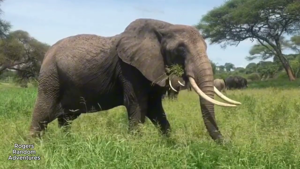 Beasts of the World Episode 5:Elephants.